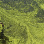 Image of ducks swimming in a pond with an algal bloom