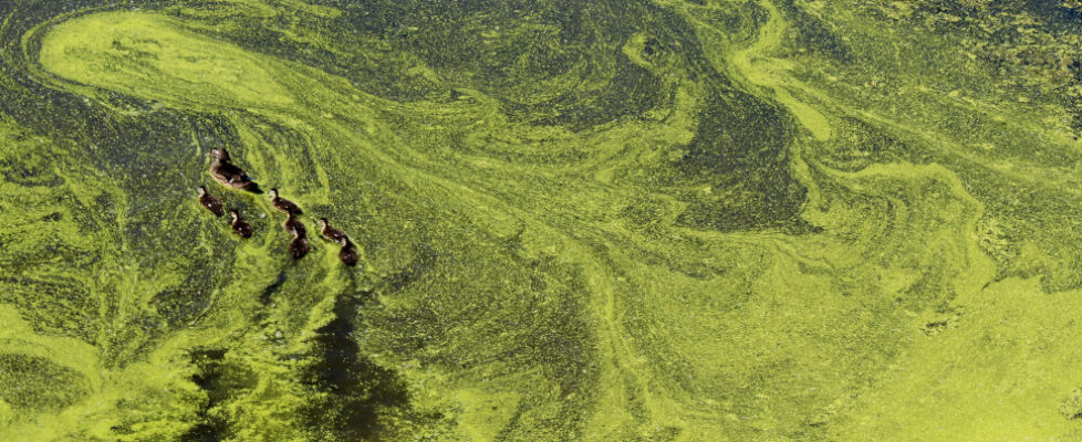 Image of ducks swimming in a pond with an algal bloom