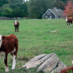 View of cows at Amos Greene Farm