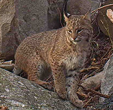 Photo of bobcat