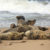 Block Island Seals