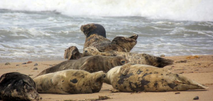 Block Island Seals