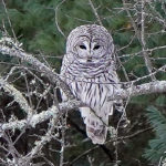 Barred owl Feb