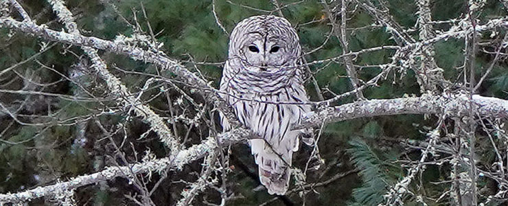 Barred owl Feb