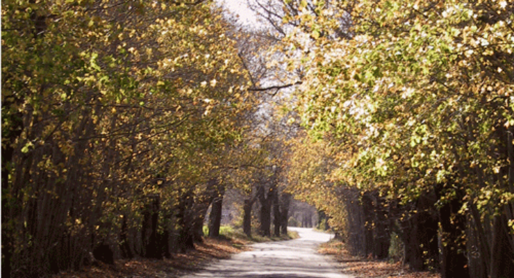 Beaver River Road