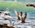 Photo of Shearwaters by Bret Lyall