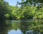 Photo of Black Pond in Charlestown