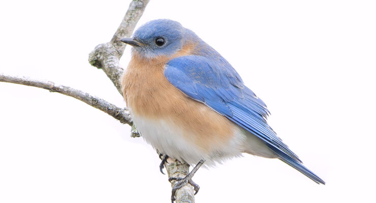 Bluebird by John Zoldak