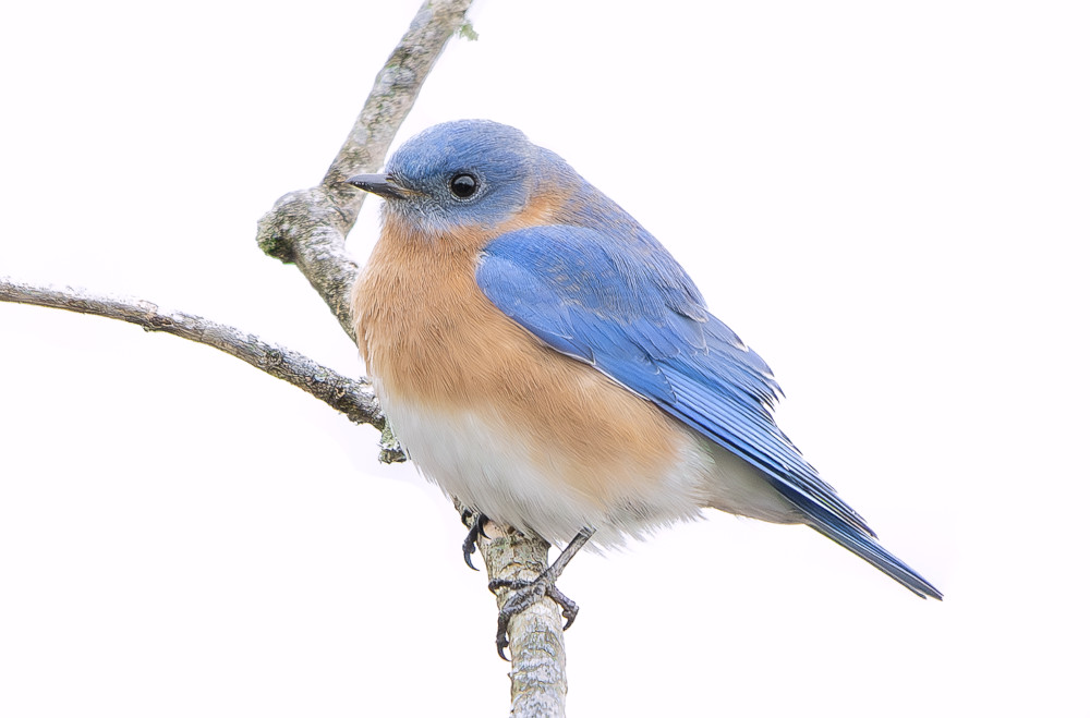 Bluebird photo by John Zoldak