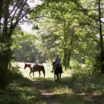 Photo of horses on a South Farm trail