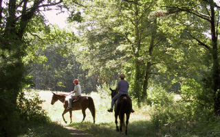 Photo of horses on a South Farm trail