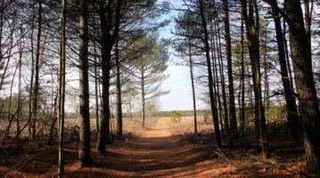 Photo of a Trail in the Carter Preserve