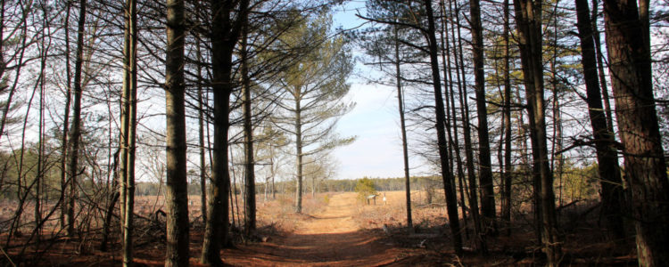 Photo of a Trail in the Carter Preserve