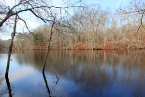 Ice House Pond in the Carter Preserve