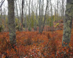 Carter Preserve-October 11