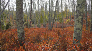 Carter Preserve-October 11