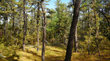 Pitch Pine Barren Pitch Pine Barren