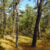 Pitch Pine Barren