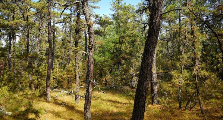 Photo of Carter Preserve pine barrens in October