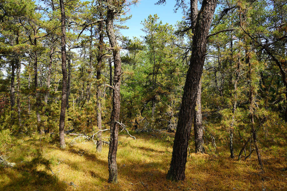 Photo of Carter Preserve pine barrens in October