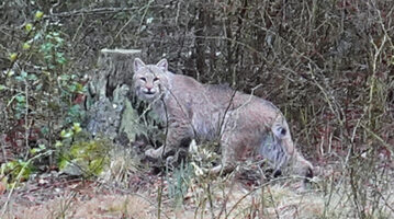 CharlestownBobcat-cropped