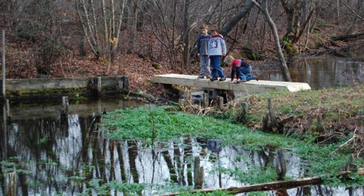 Checking watercress at Mill Pond