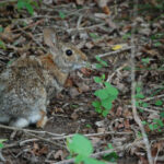 Photo of a Cottontail at Trustom Pond National Wildlife Refuge