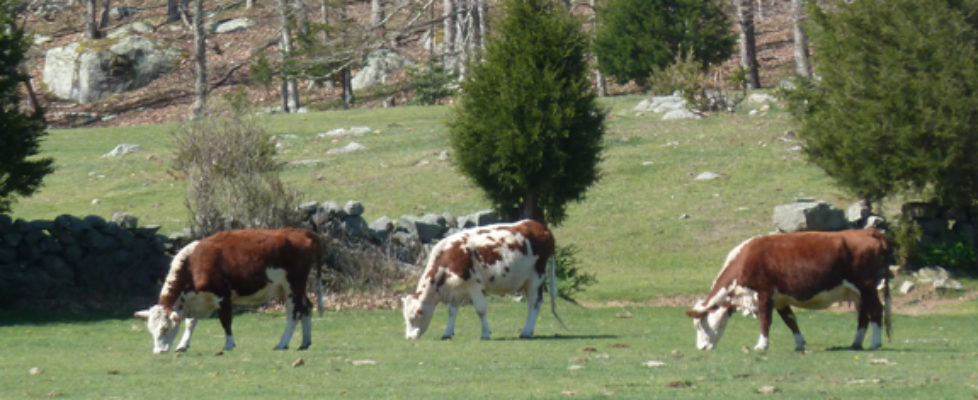 Cows in field