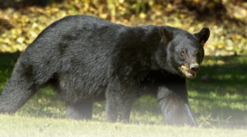 Photo of Black Bear
