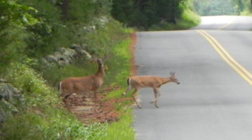 Deer crossing road DSCN0017_2