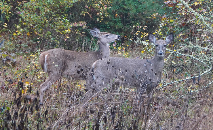 Photo of deer on the edge of forest