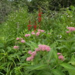 Doug McGrady- Allegheny monkey-flower - cardinal-flower - swamp milkweed