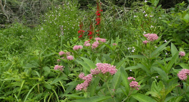 Doug McGrady- Allegheny monkey-flower - cardinal-flower - swamp milkweed