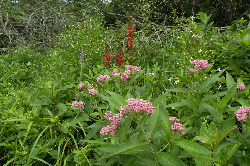 Presentation On Invasive Plant Management