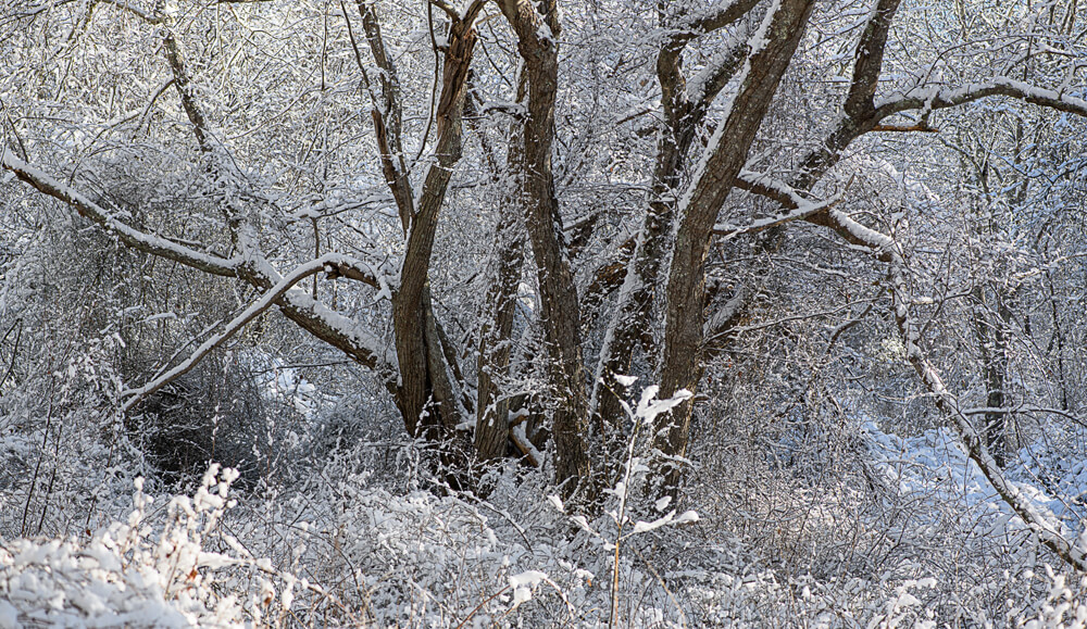 A photo of frost in the forest