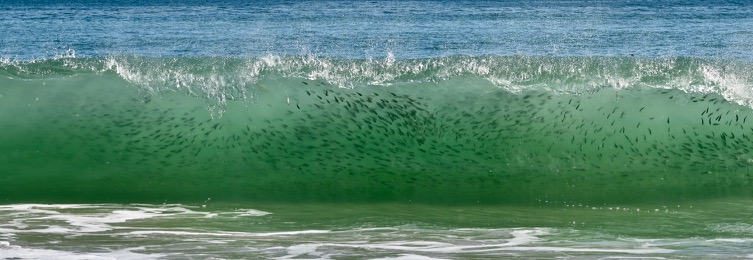fish schooling in the surf in Charlestown by Bret Lyall