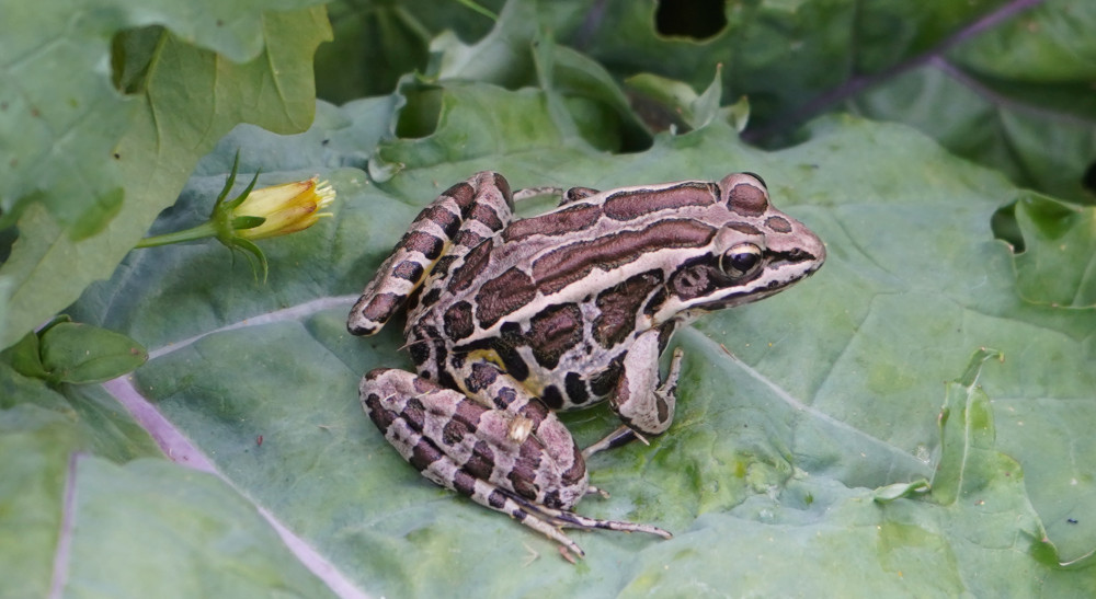 Pickerel Frog on a Kale leaf
