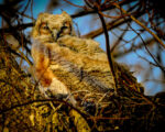 Photo of a Great Horned Owlet by John Zoldak