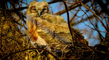 Photo of a Great Horned Owlet by John Zoldak