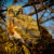 Photo of a Great Horned Owlet by John Zoldak