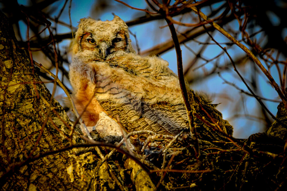 Photo of a Great Horned Owlet by John Zoldak