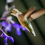 Photo of Rufous Hummingbird by John Zoldak