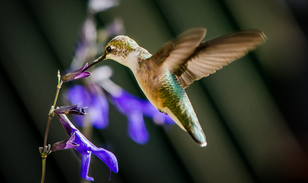Photo of Rufous Hummingbird by John Zoldak
