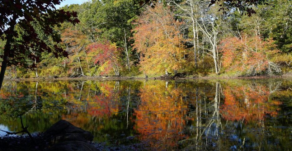 Ice House Pond in the Carter Preserve