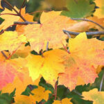 jc-fall-leaves_600