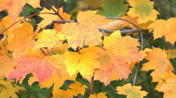 jc-fall-leaves_600