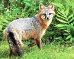 Photo of a Grey Fox
