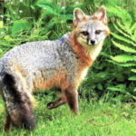 Photo of a Grey Fox