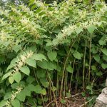 Photo of Japanese Knotweed