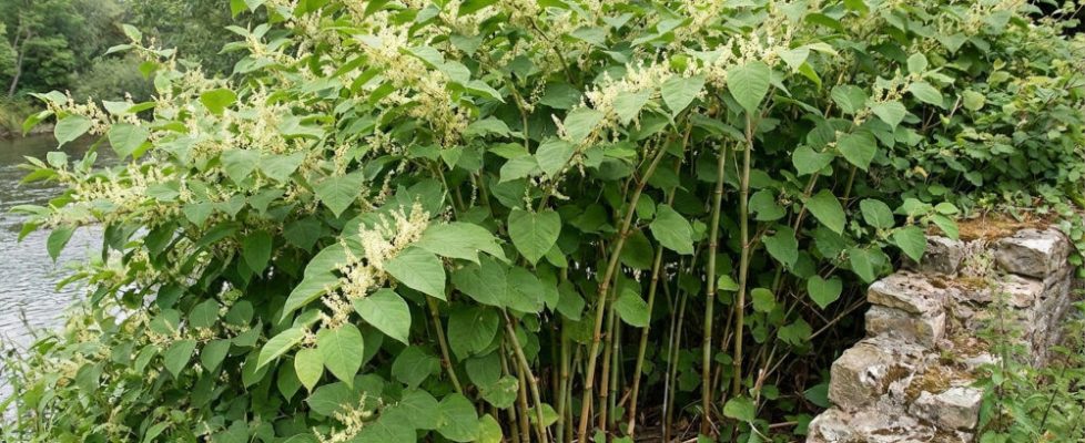 Photo of Japanese Knotweed